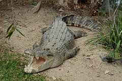 0815 Wildlife Habitat Port Douglas